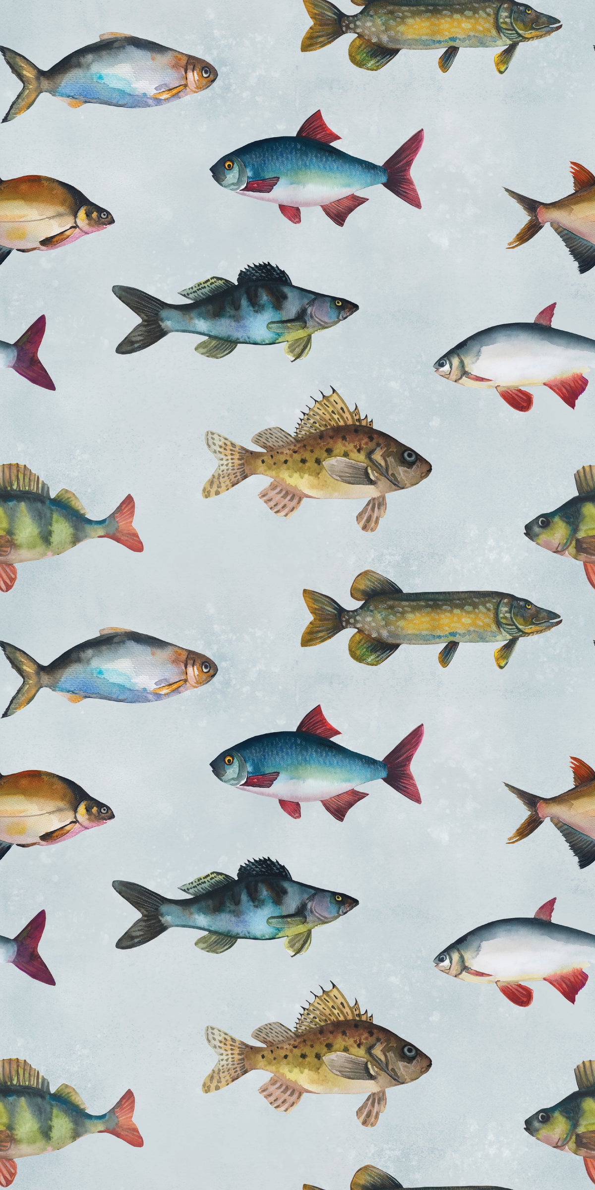 Image of Freshwater Fish in Multi wallpaper